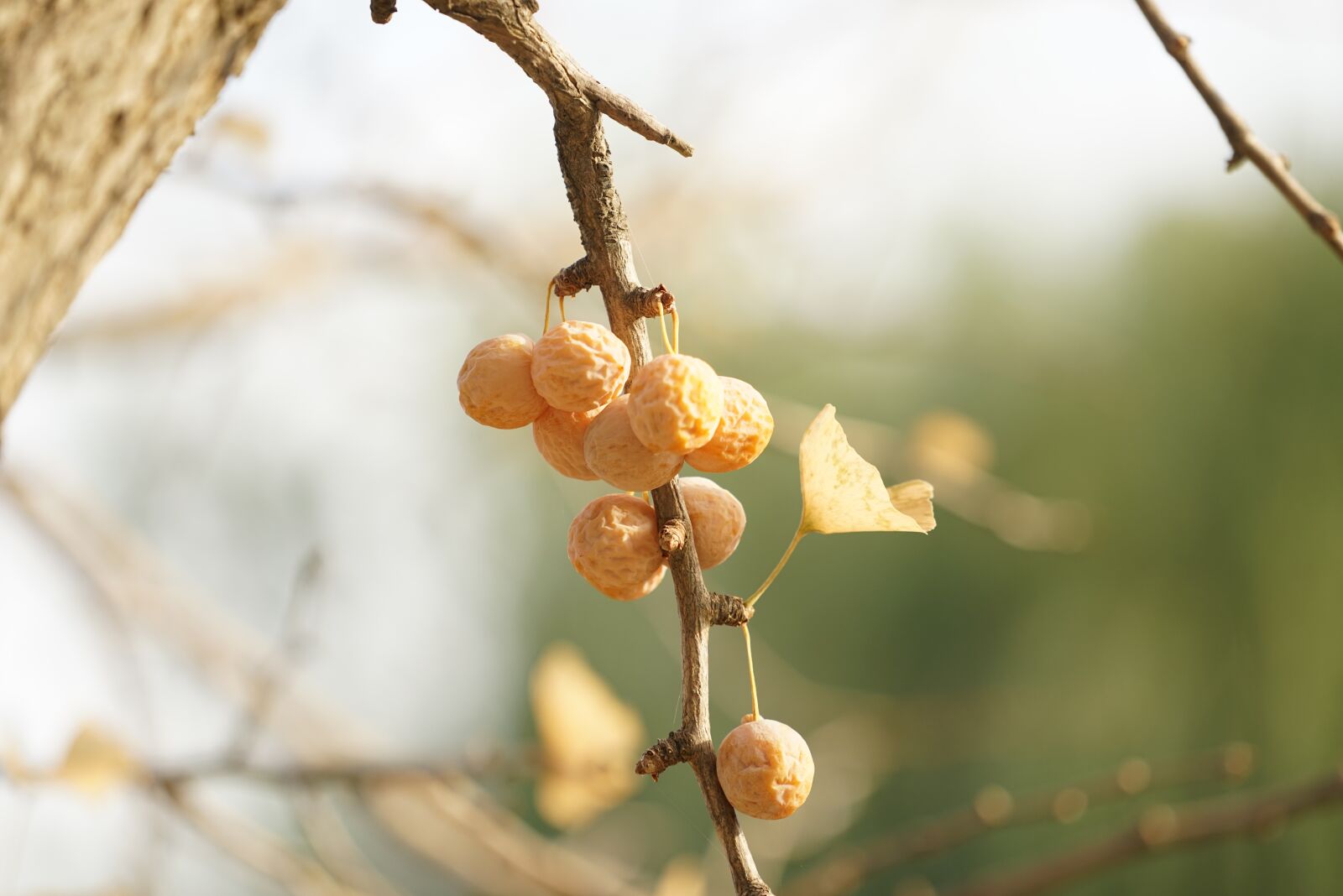 Sony a7R + Sony FE 70-200mm F4 G OSS sample photo. Bank, bank fruit, ginkgo photography