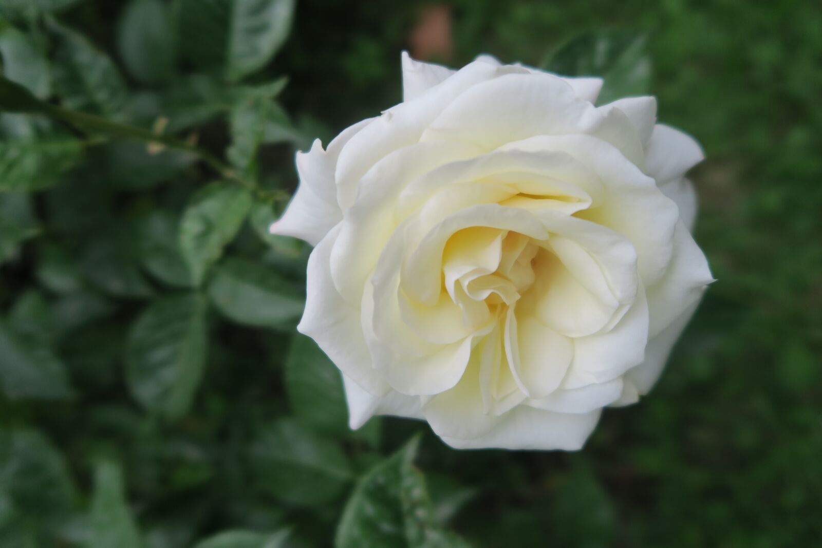Canon PowerShot G7 X sample photo. Rose, spring, white rose photography
