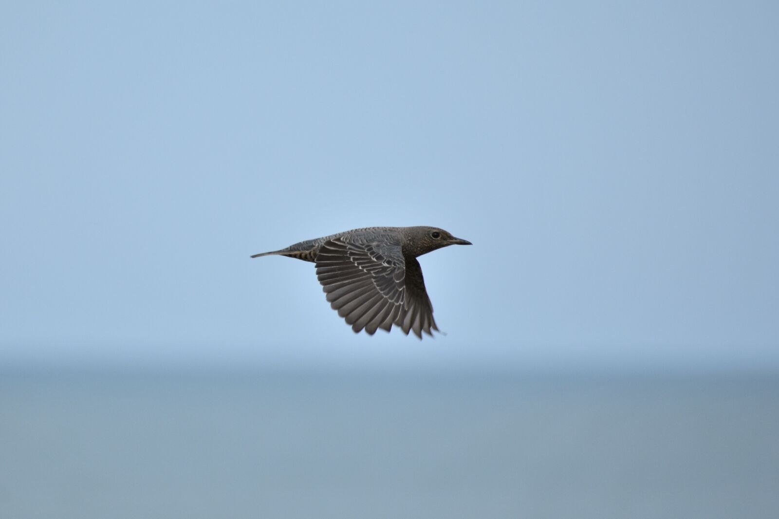Nikon D7200 sample photo. Animal, sea, beach photography