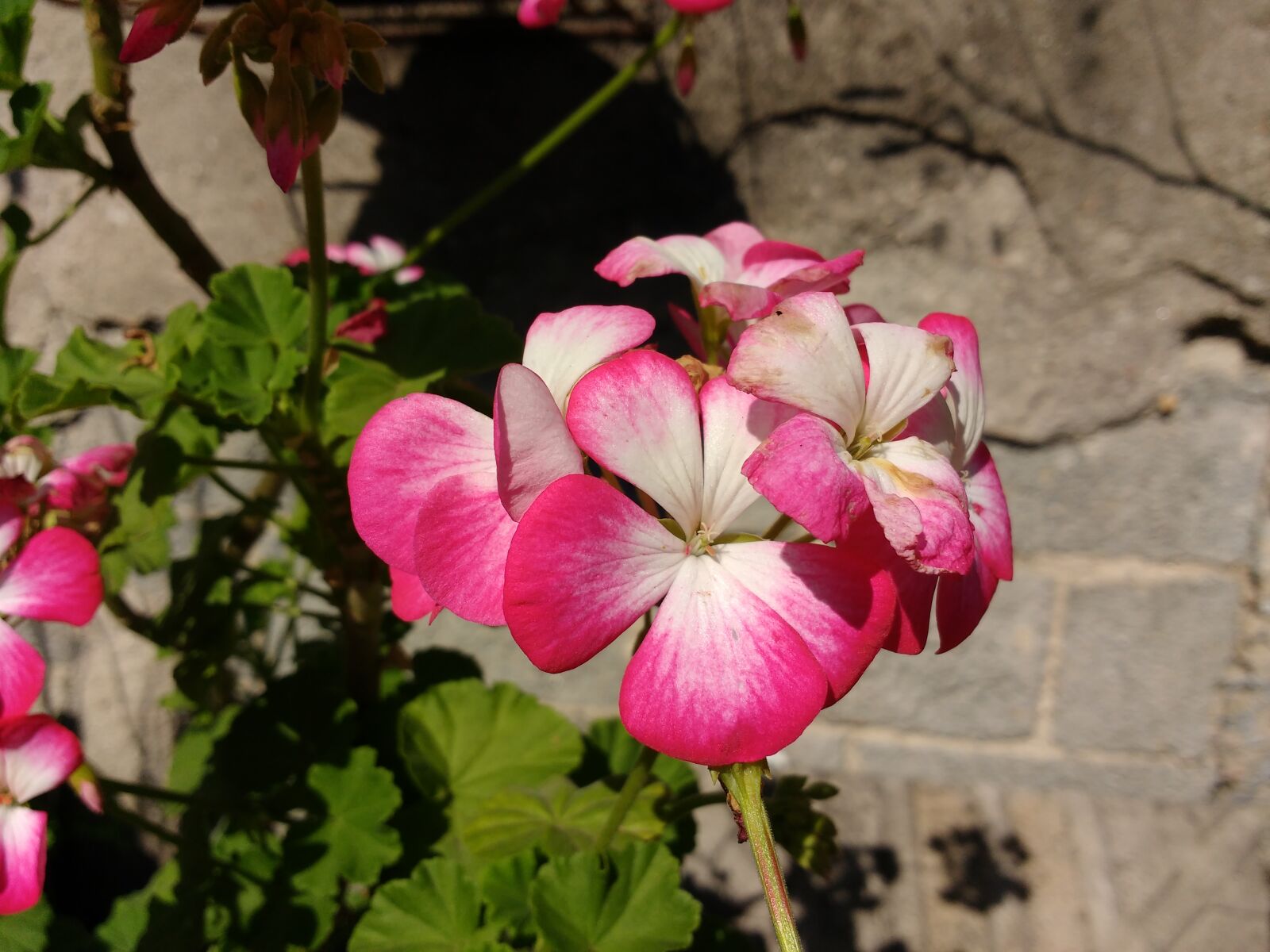Motorola MotoG3 sample photo