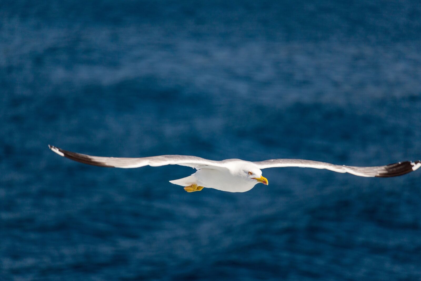 Canon EOS 100D (EOS Rebel SL1 / EOS Kiss X7) sample photo. Seagull, flying, in flight photography