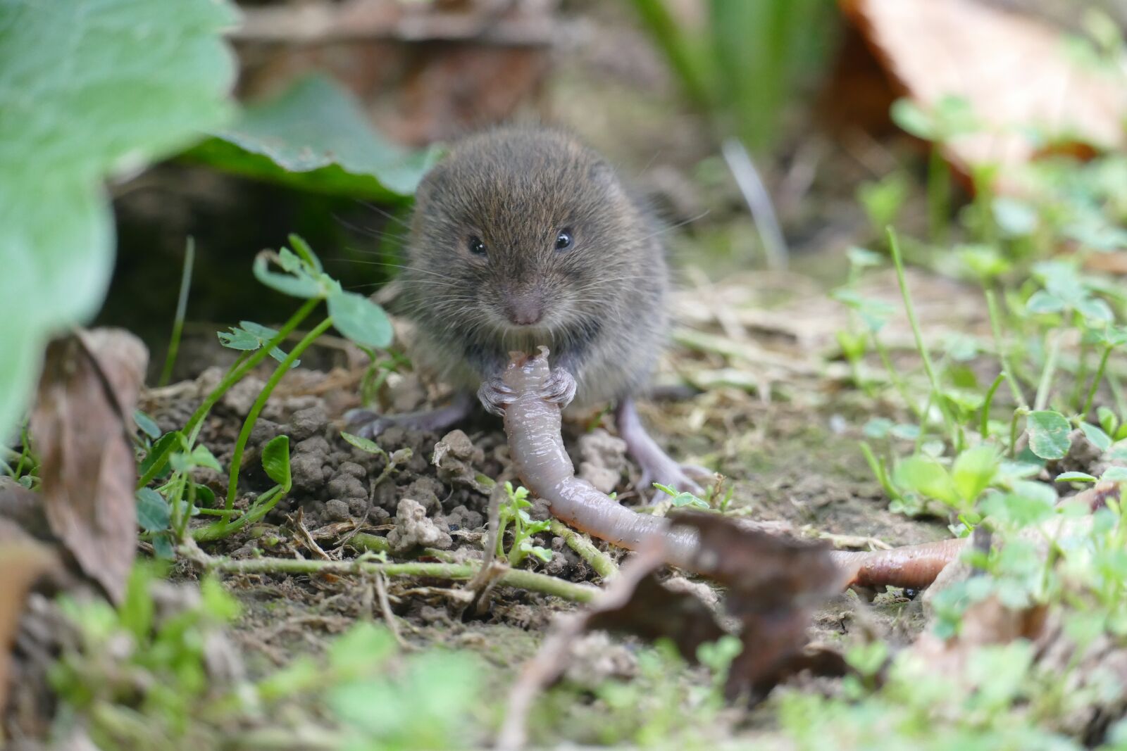 Panasonic Lumix DMC-FZ1000 sample photo. Mouse, vole, rodent photography