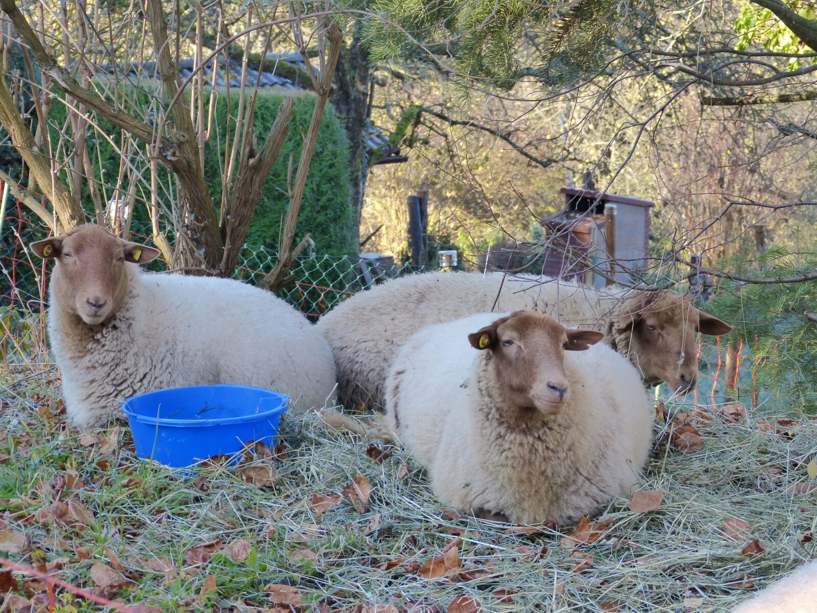 Panasonic DMC-FZ62 sample photo. Sheep, flock, pasture photography