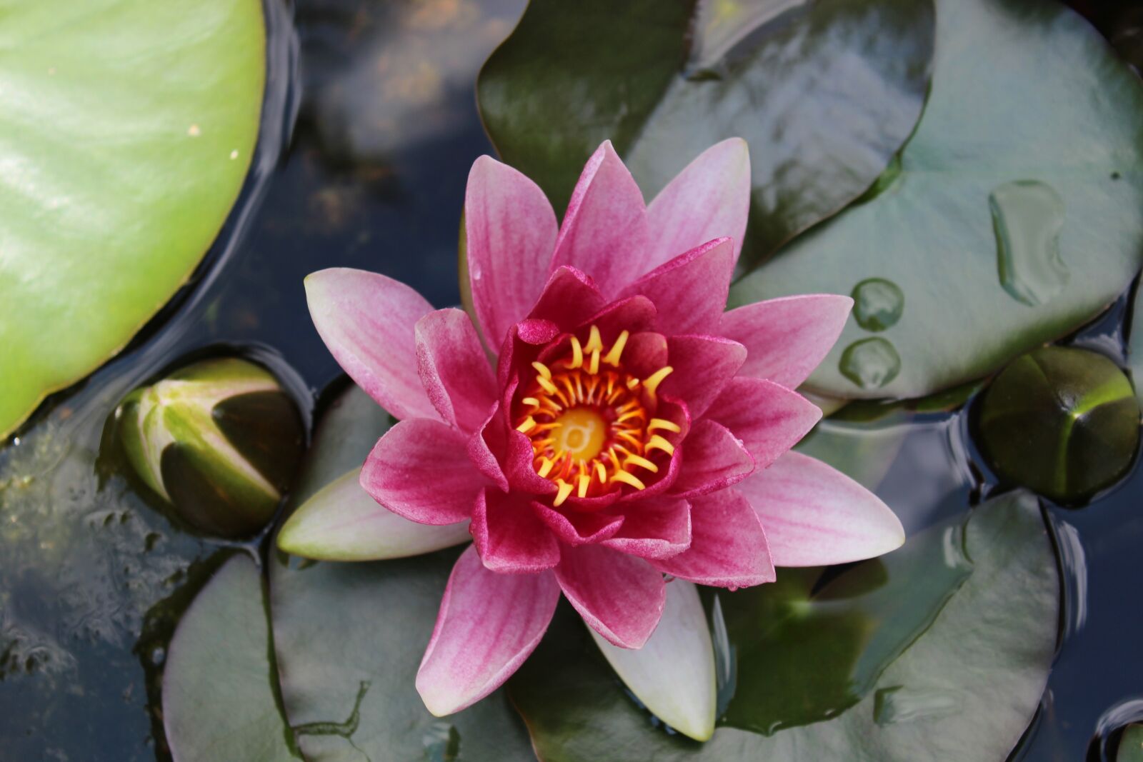 Canon EOS 1200D (EOS Rebel T5 / EOS Kiss X70 / EOS Hi) sample photo. Lily, water, nature photography