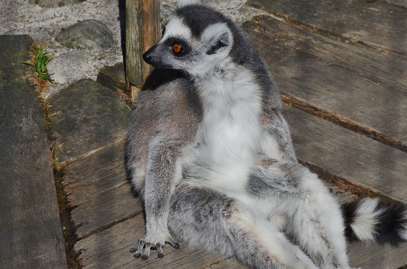 Nikon D7000 sample photo. Lemur, mammal, cute photography