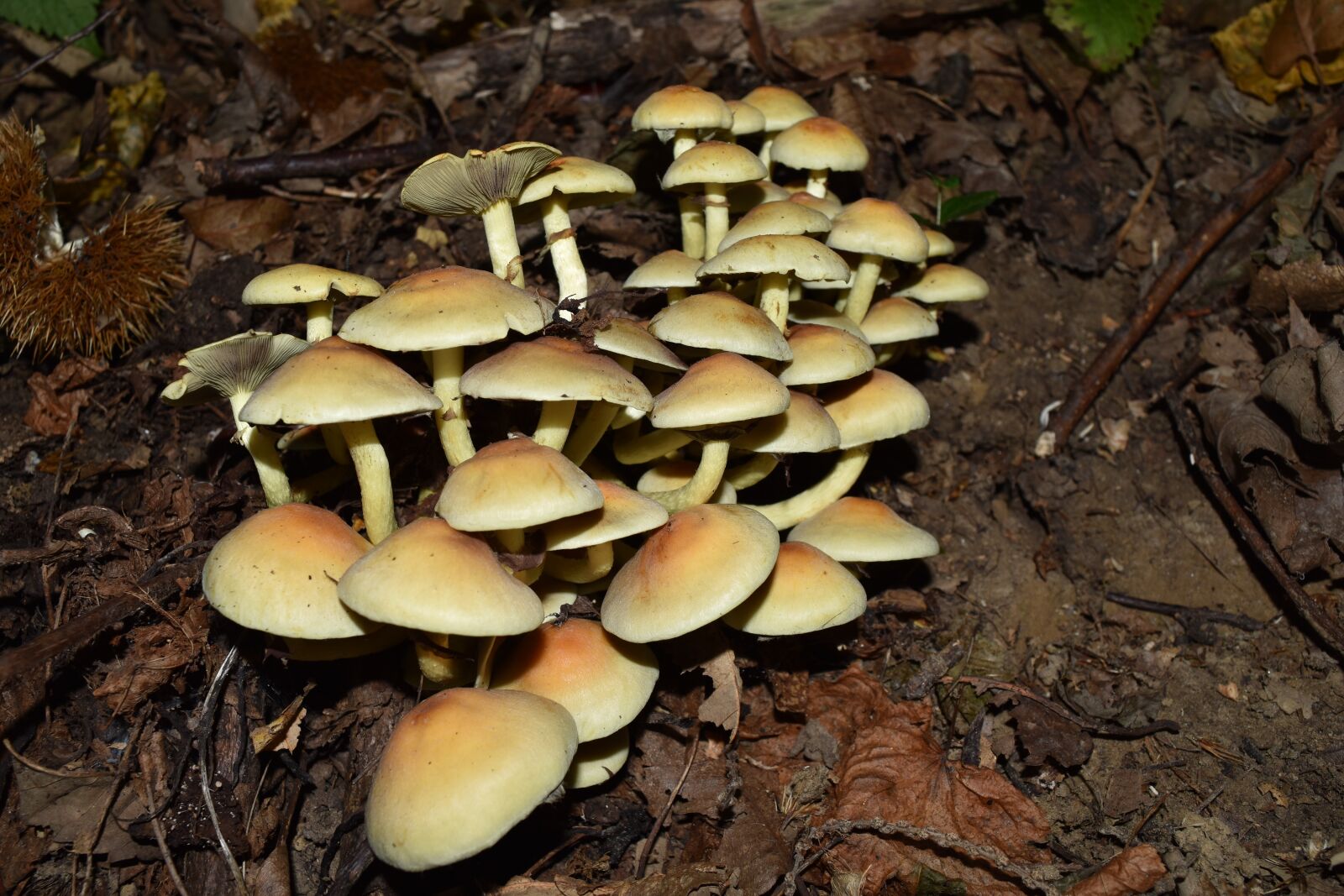 Nikon D5500 sample photo. Hypholoma fasciculare, false tack photography