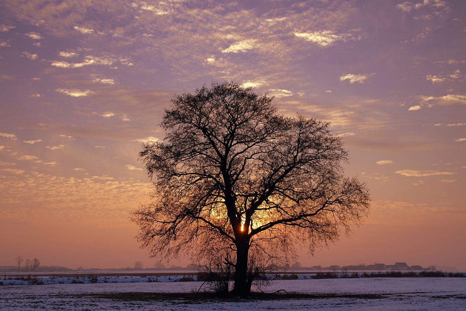 Pentax K-S2 sample photo. Tree, lonely, sunset photography