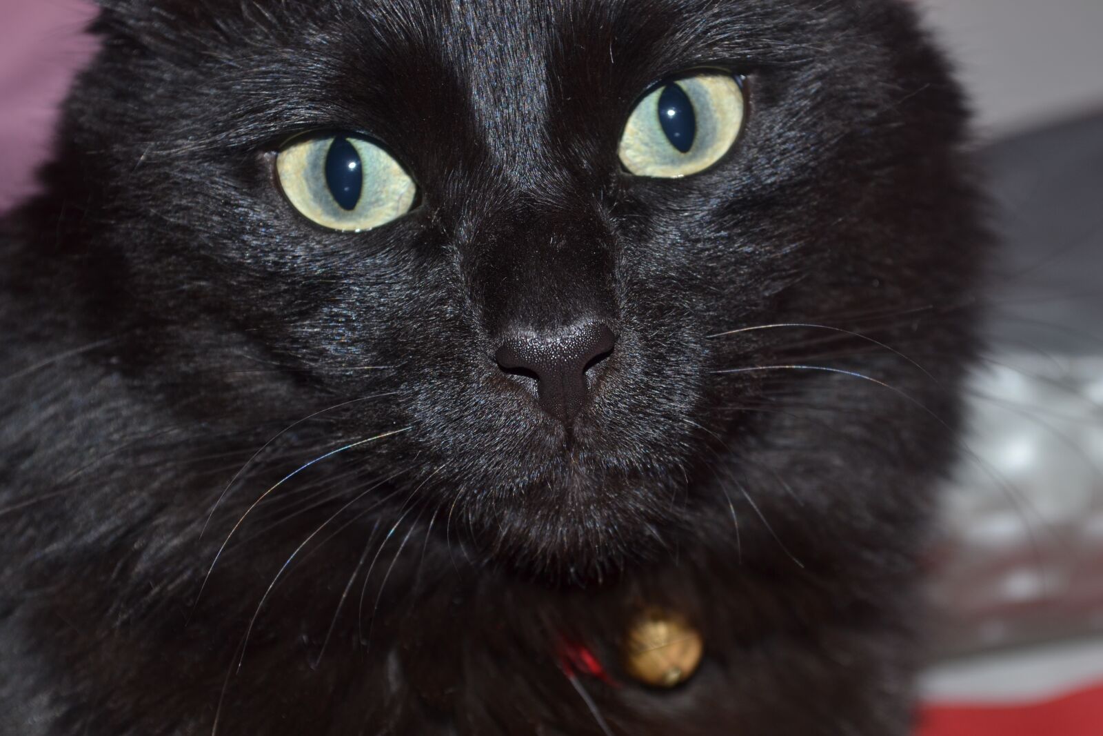 Nikon D3100 sample photo. Cat, black, beauty photography