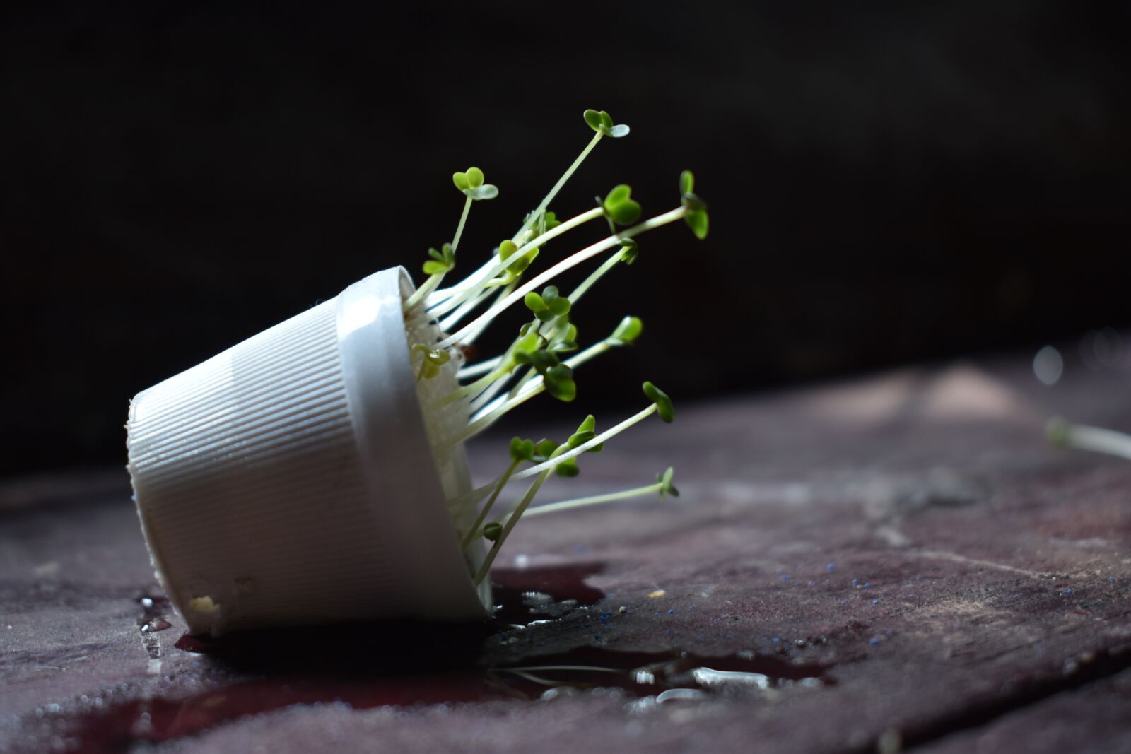Nikon D3500 sample photo. Plant, nature, garden photography