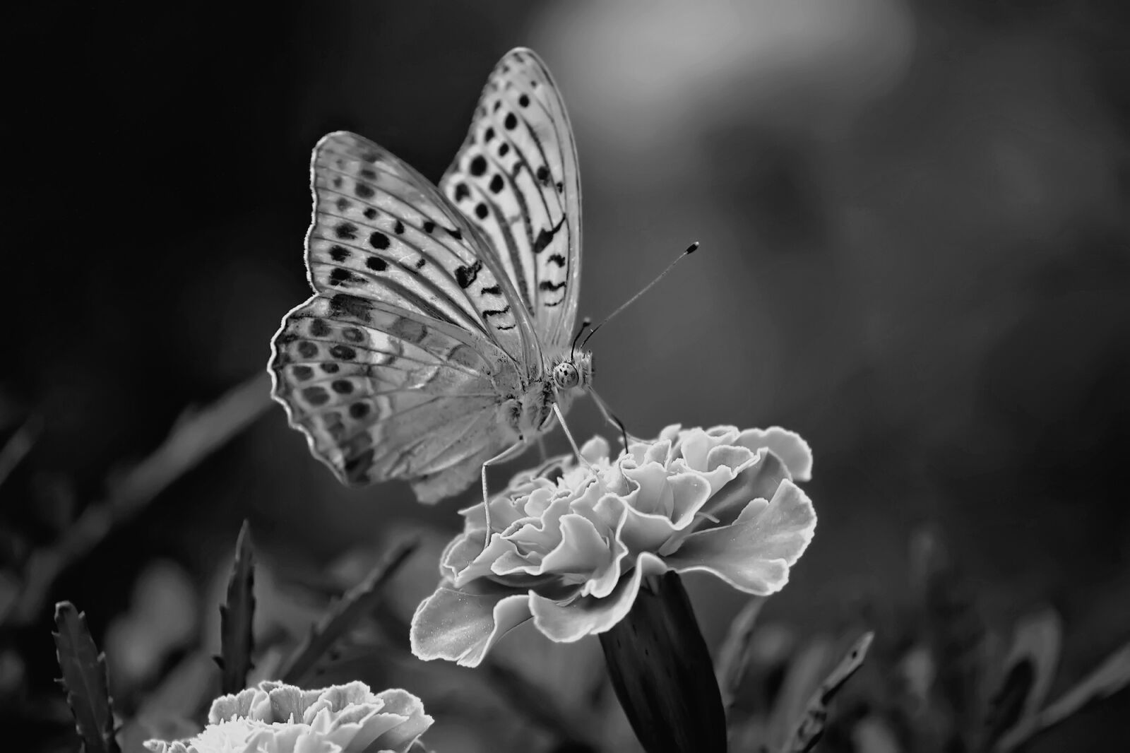 Canon EOS 7D sample photo. Butterfly, black and white photography
