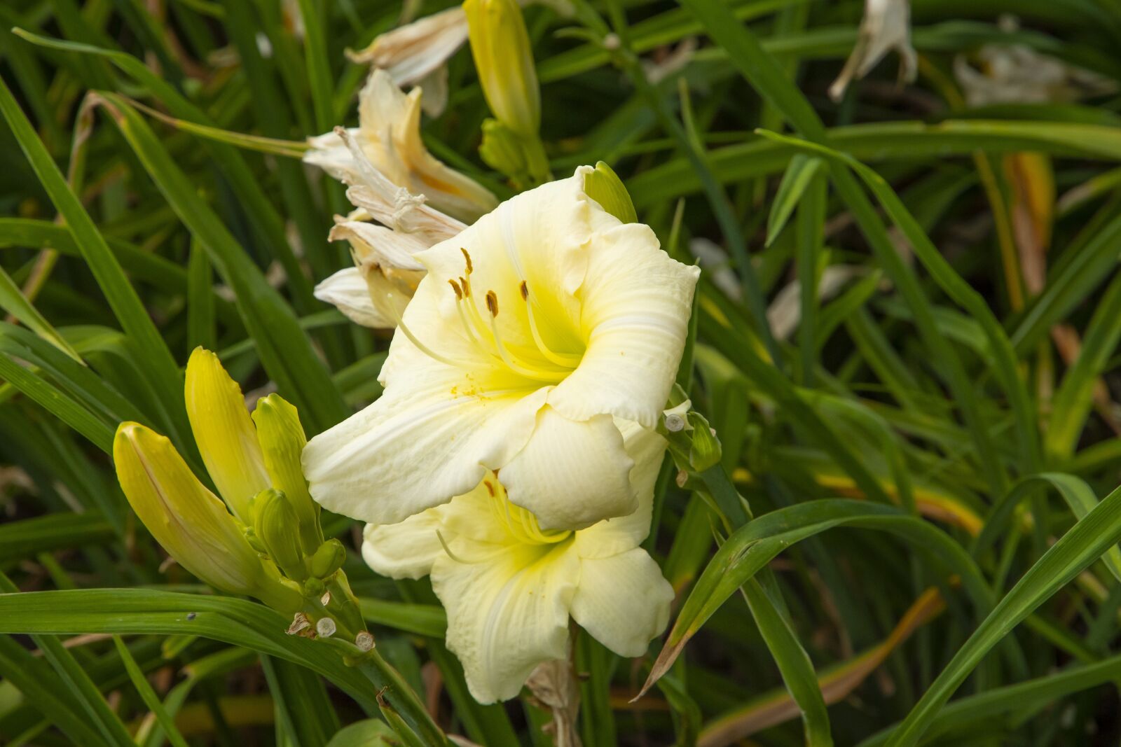 Nikon D500 sample photo. Flower, bloom, plant photography