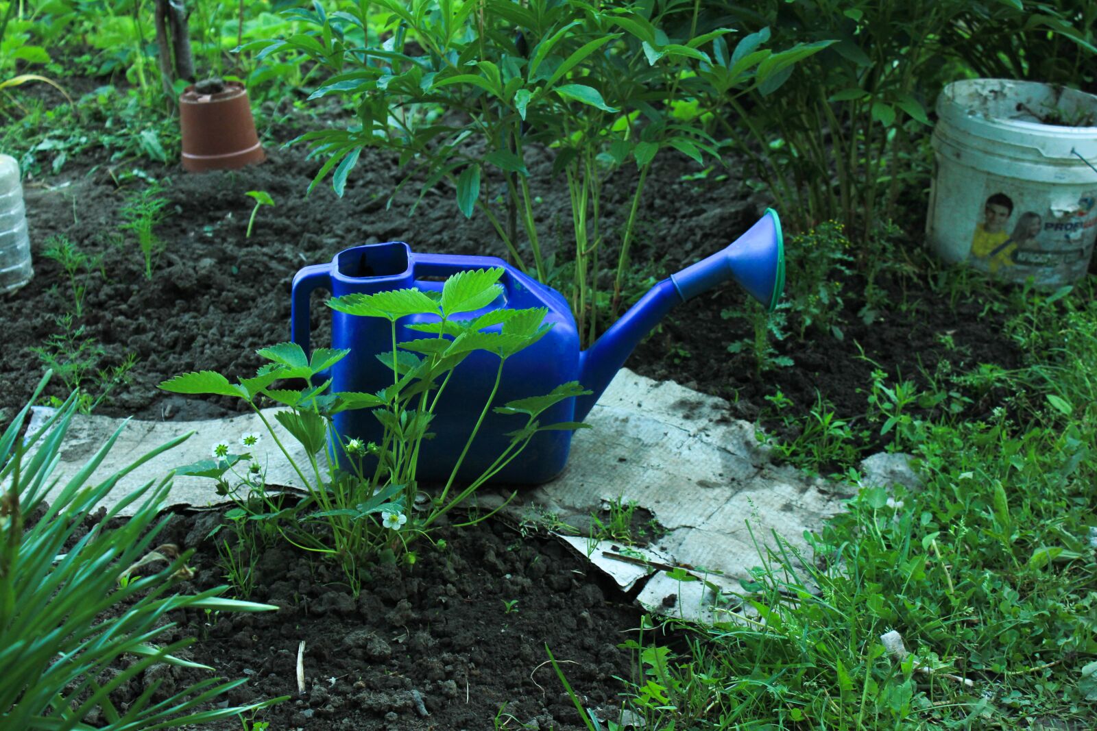Canon EOS 550D (EOS Rebel T2i / EOS Kiss X4) sample photo. Watering can, wild strawberry photography