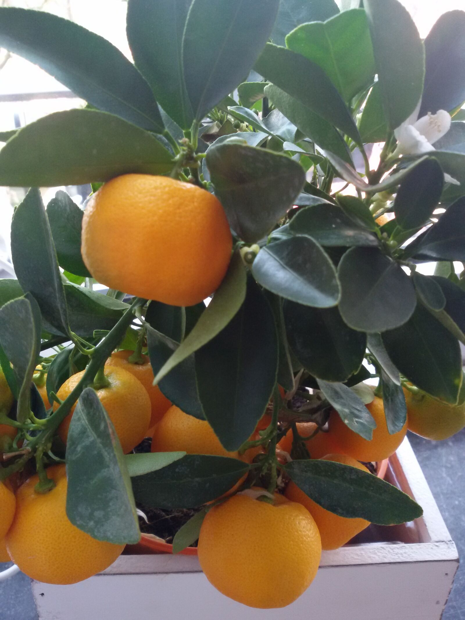 Samsung Galaxy S3 Neo sample photo. Oranges, tree, fruits photography
