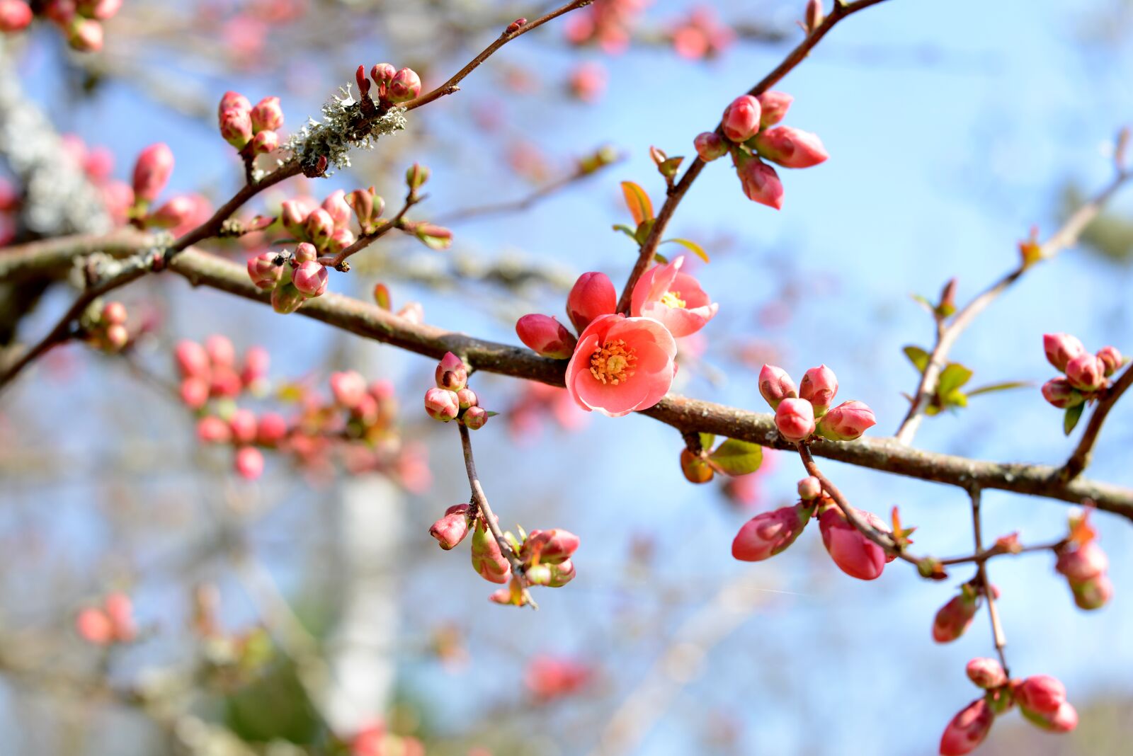 Nikon D600 sample photo. Blossom, nature, petals photography