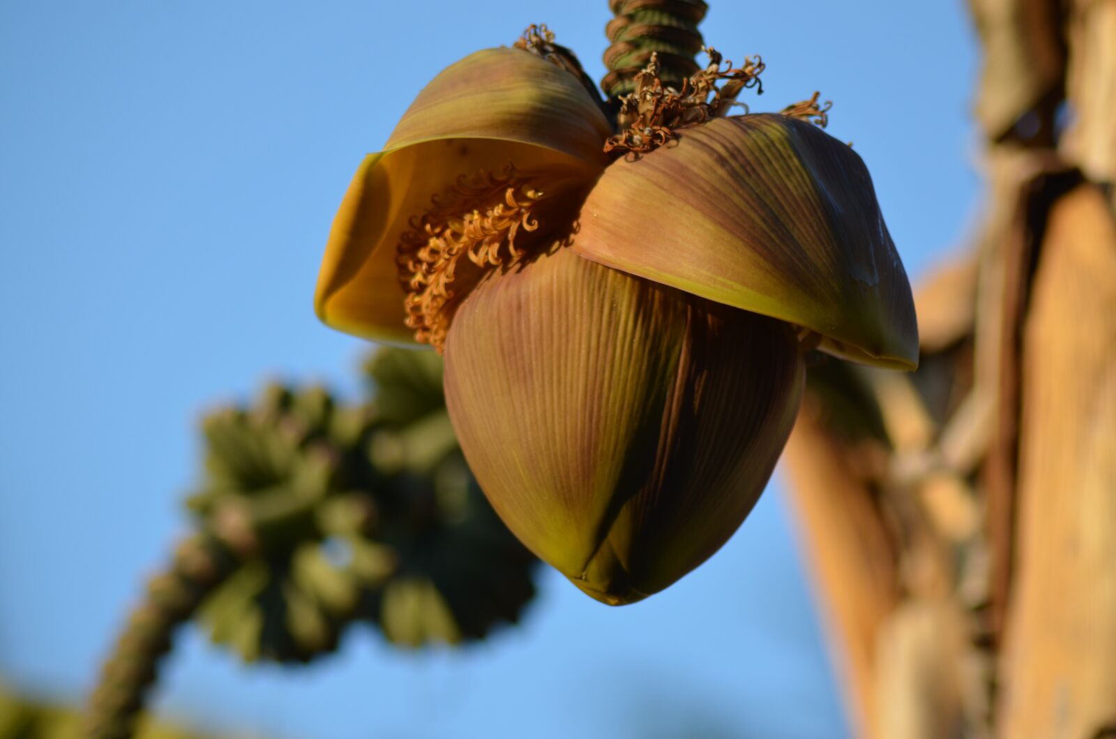 Nikon D5100 sample photo. Banana, diet, banana diet photography