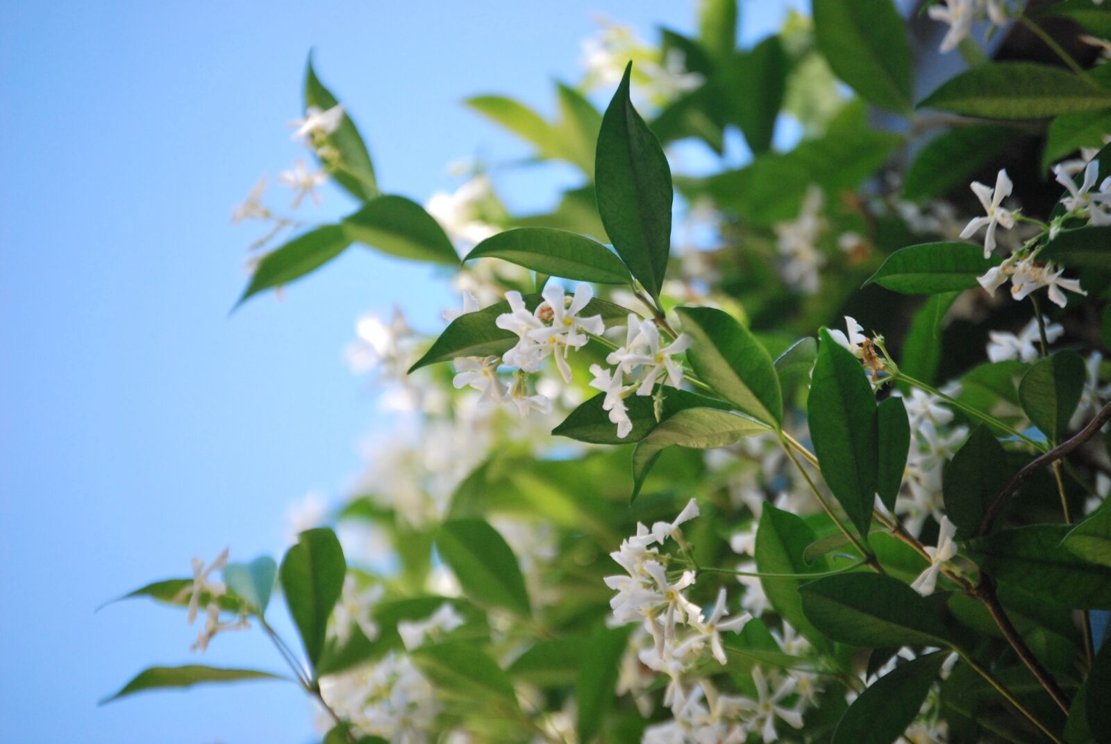 Nikon D60 sample photo. Flower, jasmine, nature photography