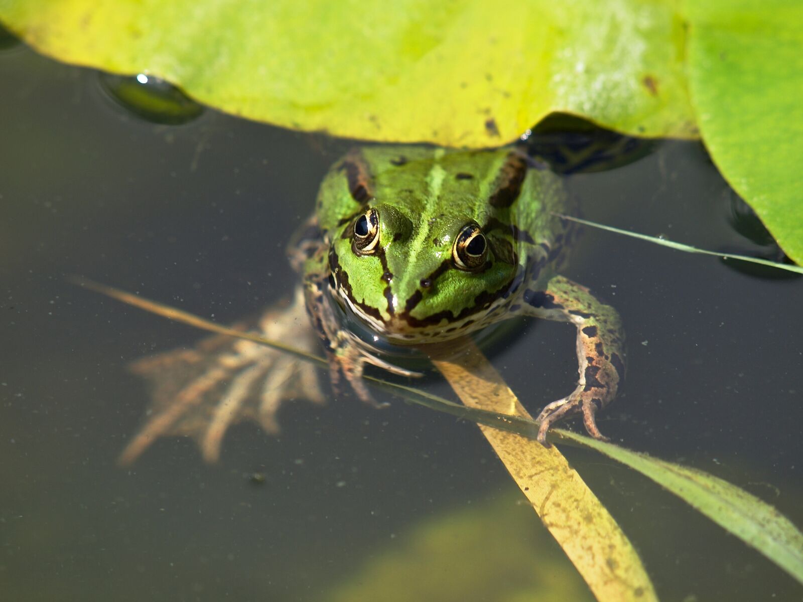 Olympus E-30 sample photo. Frog, garden pond, lily photography