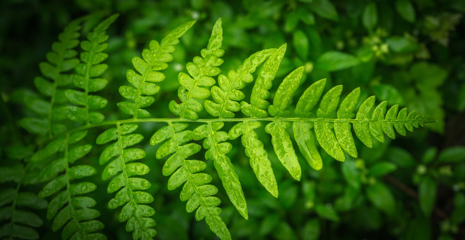 Sony Alpha NEX-5N sample photo. Bracken, plants, nature photography