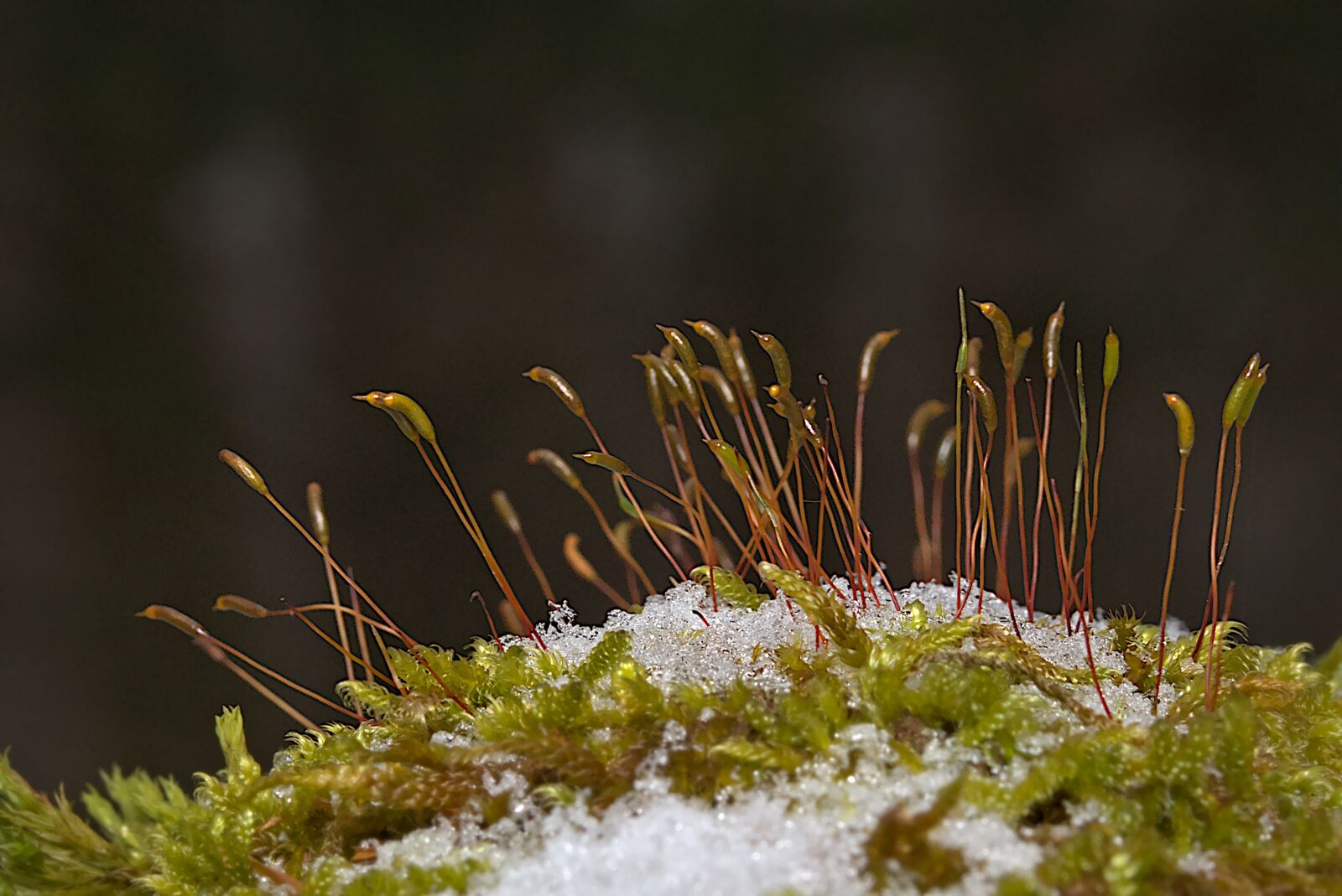 Canon EOS M5 sample photo. Winter, snow, moss photography