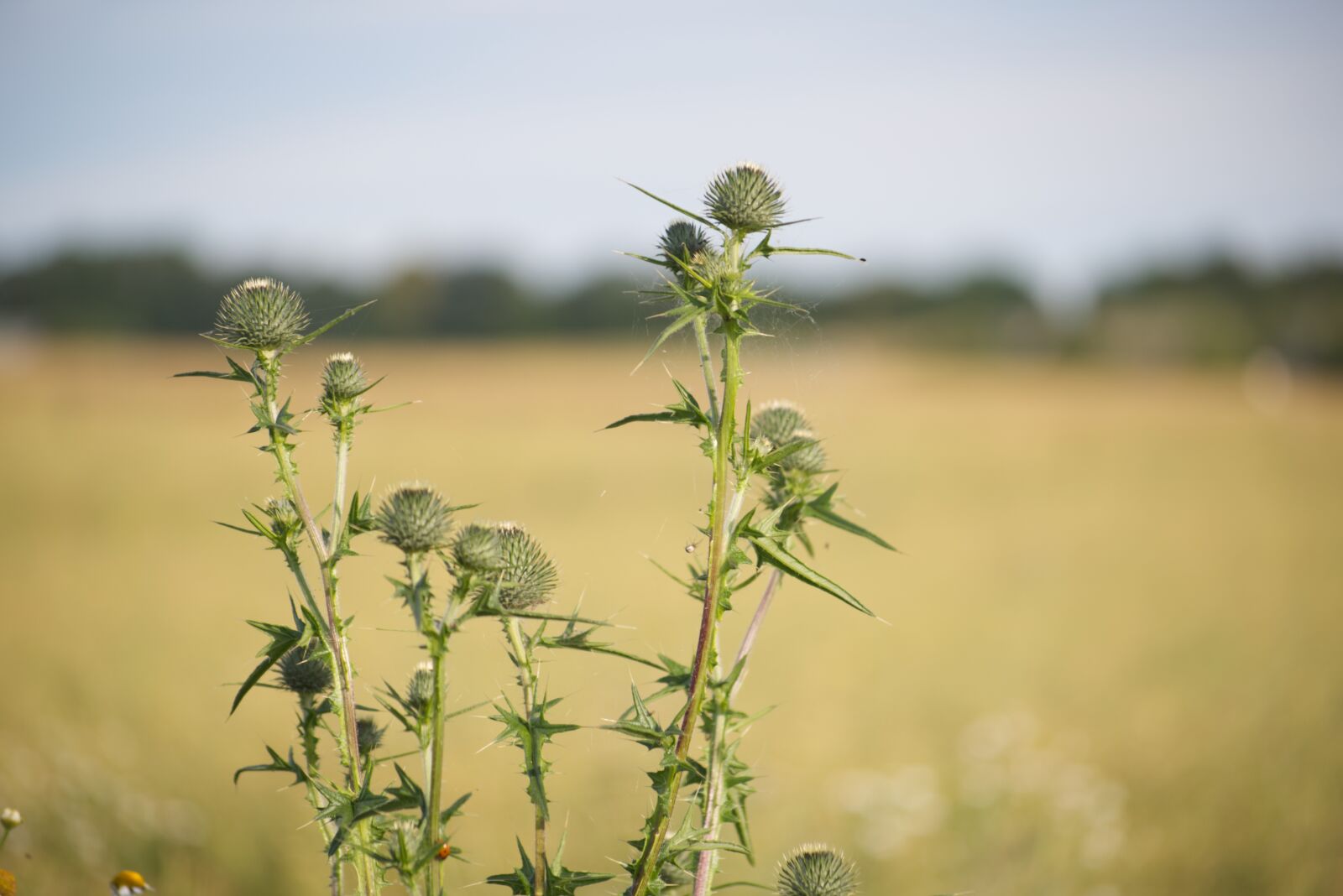 Nikon D5500 sample photo. Plant, field, cereals photography