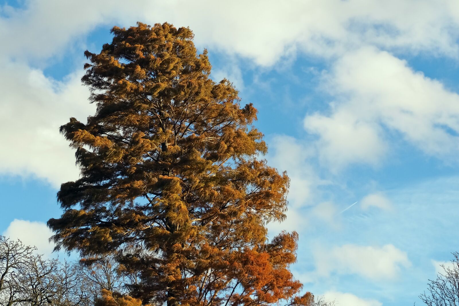 Olympus OM-D E-M10 sample photo. Tree, autumn, golden autumn photography