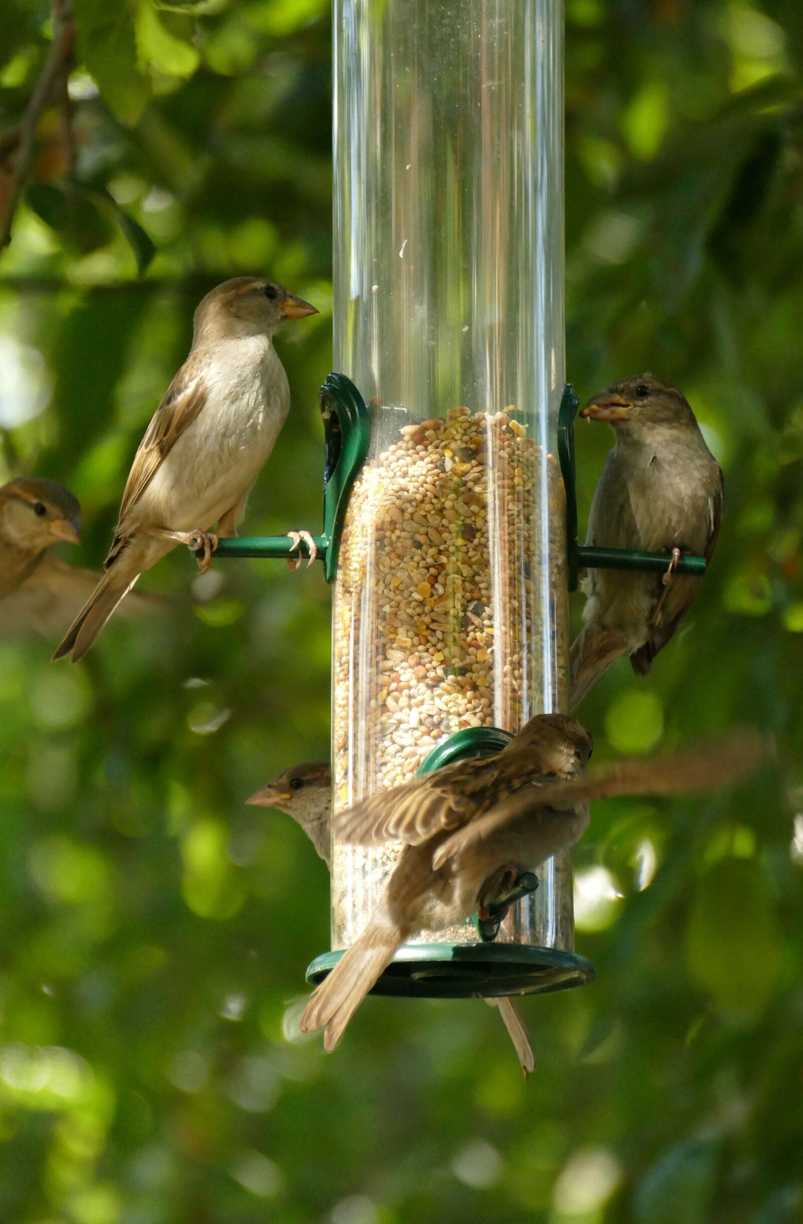 Panasonic Lumix DMC-FZ1000 sample photo. Bird, seed, food photography