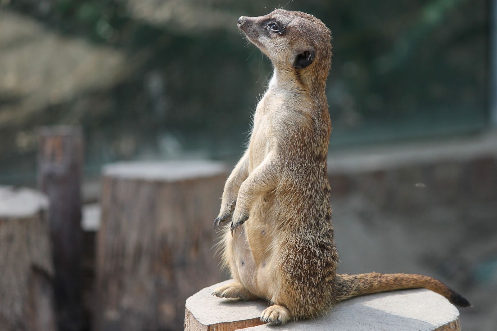 Canon EOS 1100D (EOS Rebel T3 / EOS Kiss X50) sample photo. Meerkat, mongoose, scharrtier photography