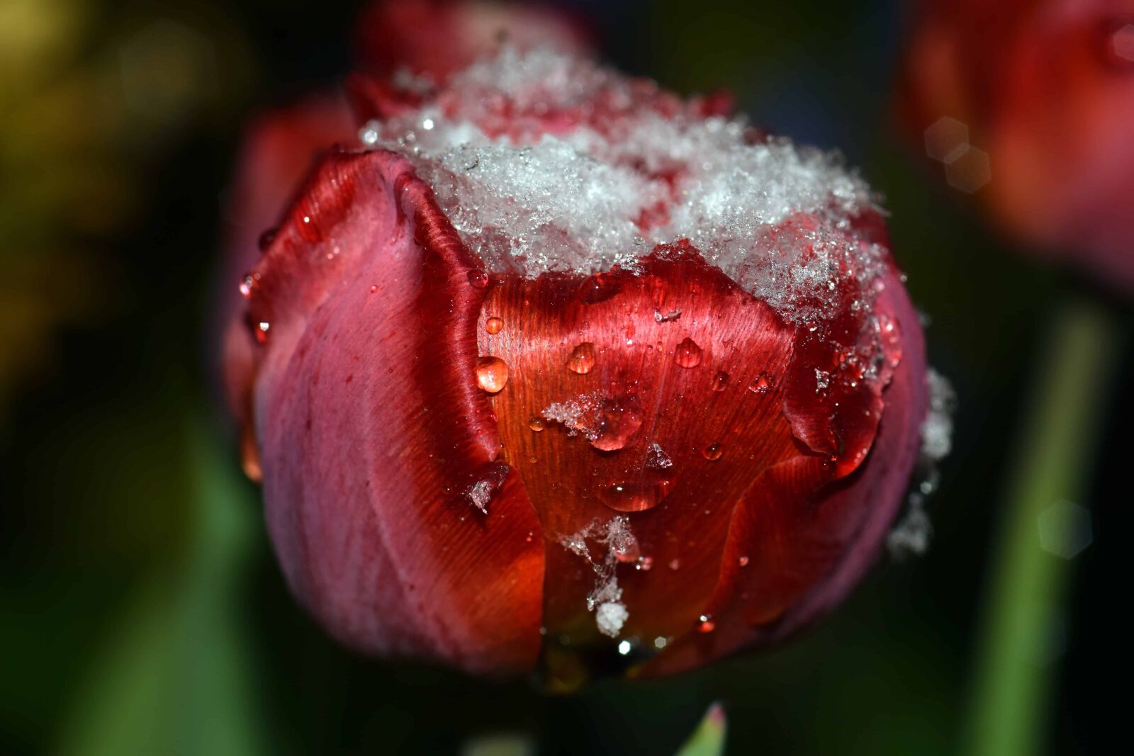 Nikon D3300 sample photo. Ice, snow, leaf, flower photography