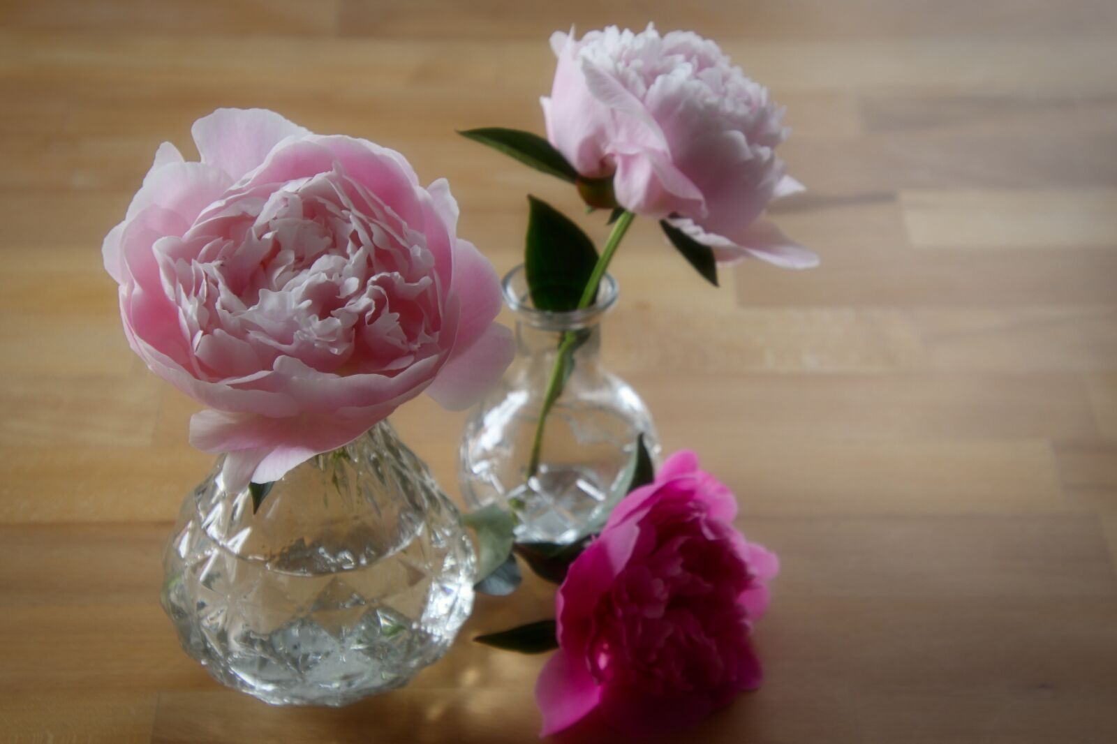 Tamron 18-400mm F3.5-6.3 Di II VC HLD sample photo. Peony, bouquet, pink photography