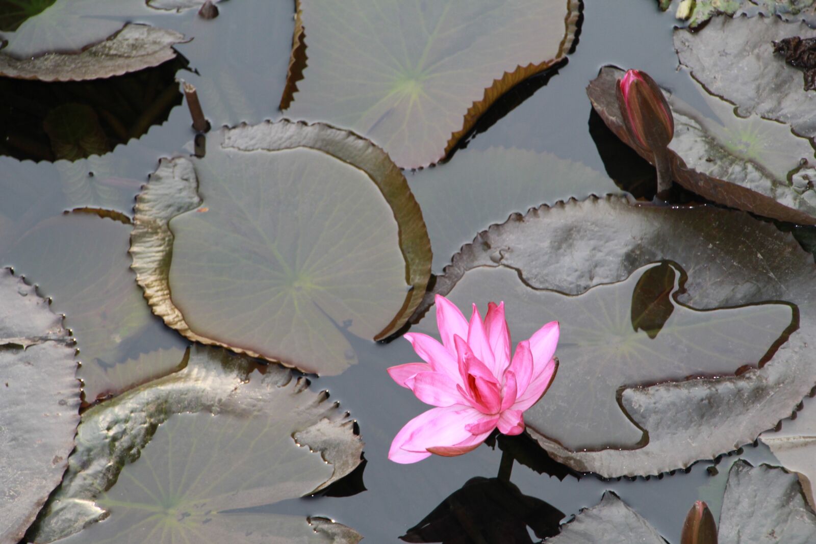 Canon EOS 60D sample photo. Lily, water lily, water photography