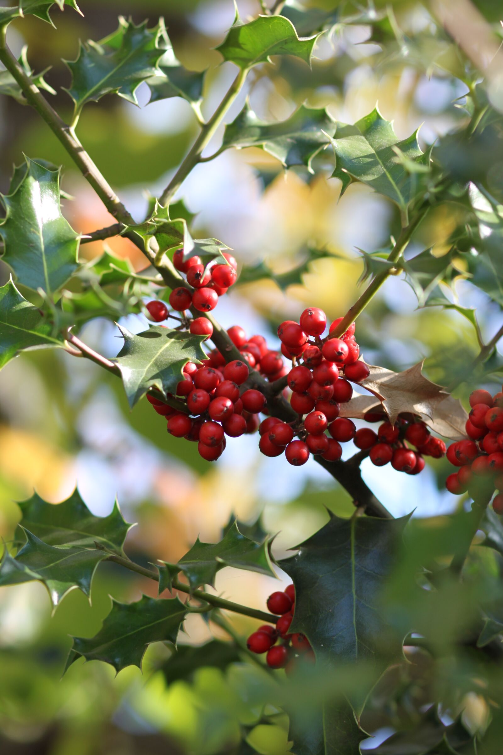 Canon EOS 500D (EOS Rebel T1i / EOS Kiss X3) sample photo. Holly, winter, decoration photography