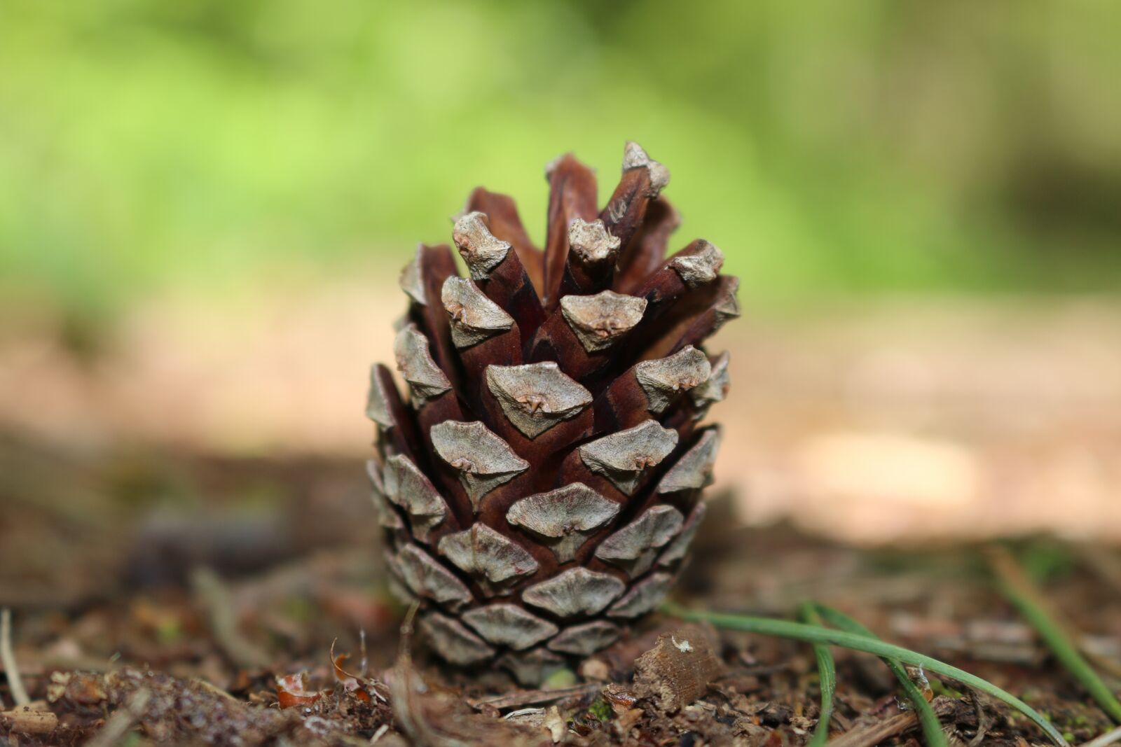 Canon EOS 70D + Canon EF-S 18-55mm F3.5-5.6 IS STM sample photo. Pinecone, wood, tree photography
