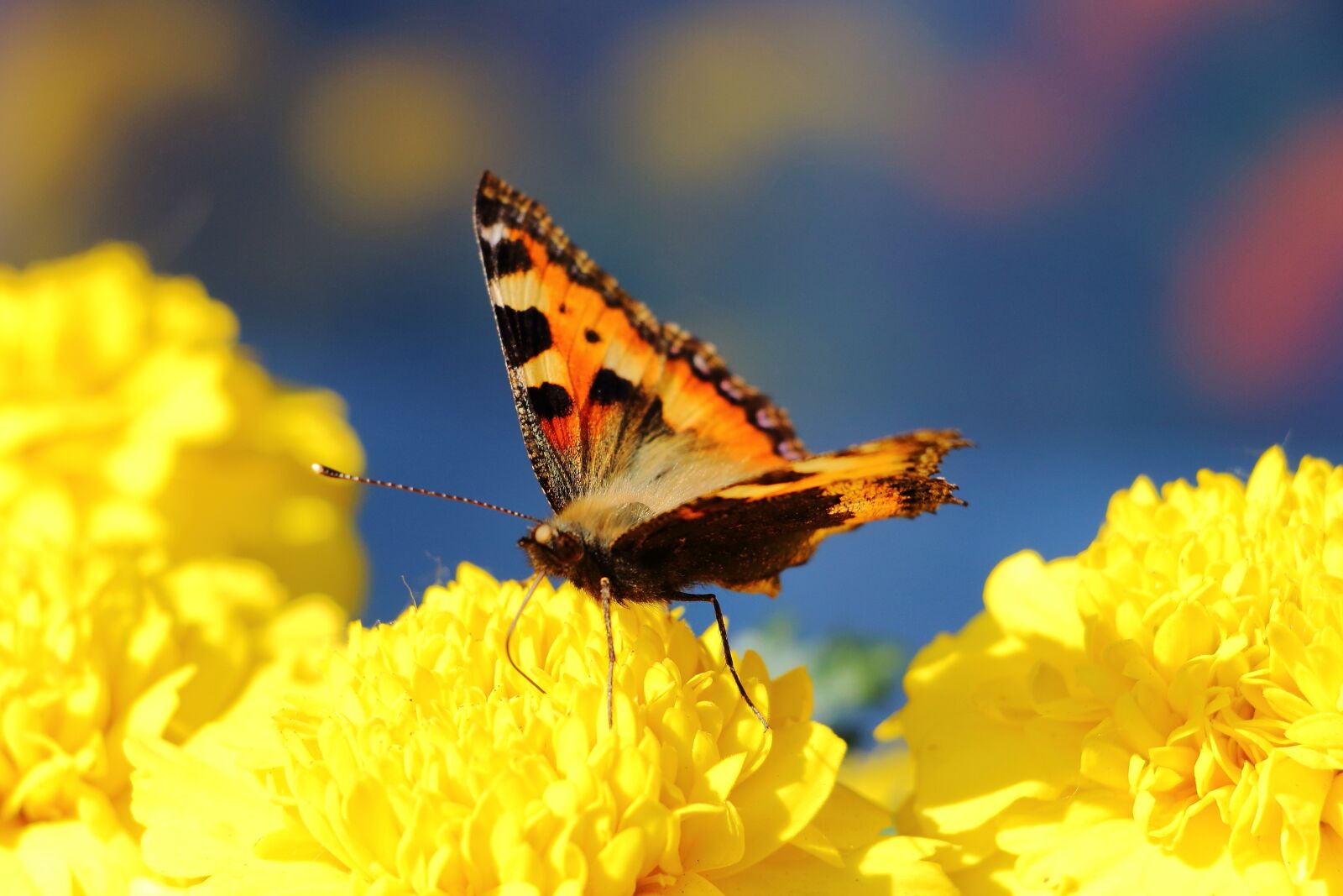 Canon EOS 700D (EOS Rebel T5i / EOS Kiss X7i) sample photo. Butterfly, little fox, insect photography