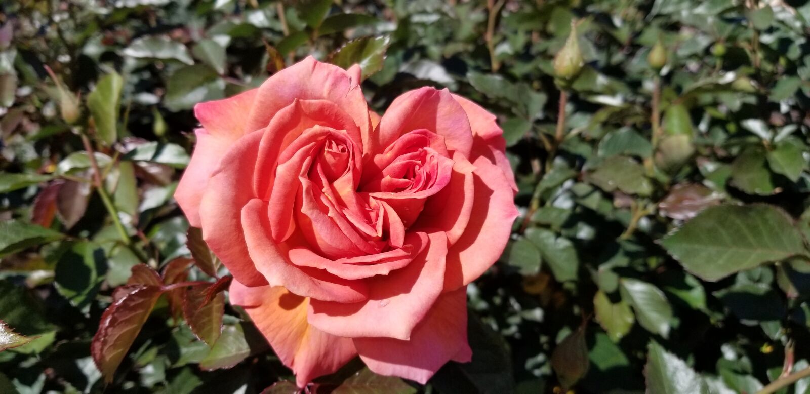 Samsung Galaxy S8+ sample photo. Heart shaped flower, rose photography