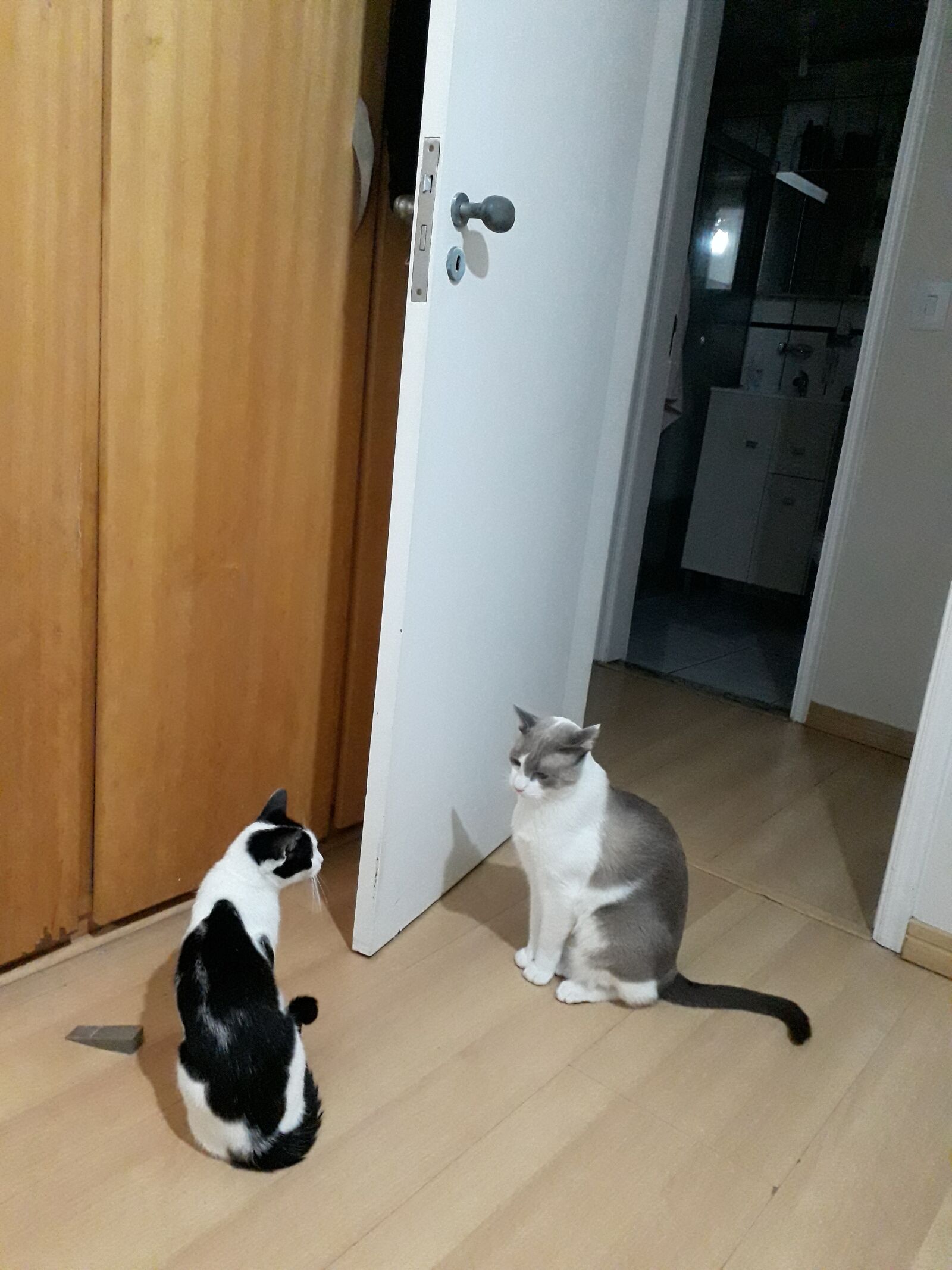 Samsung Galaxy J7 Prime2 sample photo. Gatos, gatinhos, animais photography