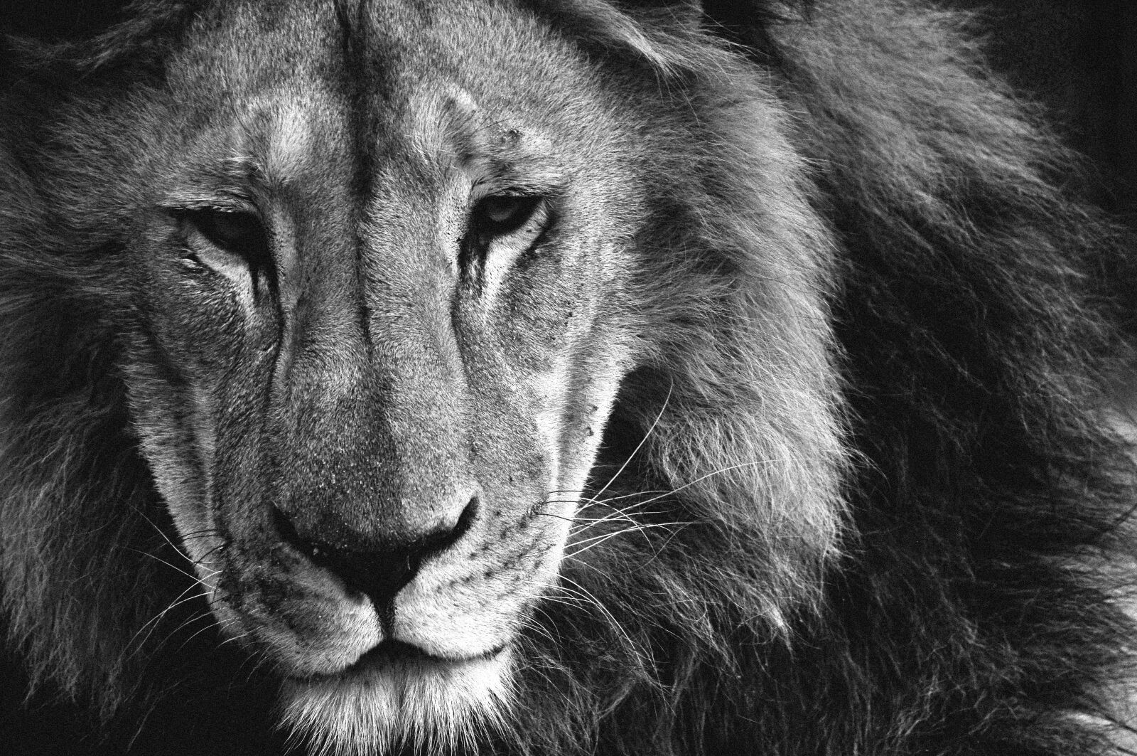 Nikon D300S sample photo. Lion, animals, hair photography