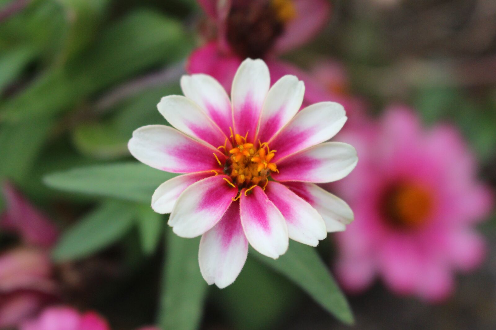 Canon EOS 700D (EOS Rebel T5i / EOS Kiss X7i) sample photo. Flowers, flower, beautiful port photography