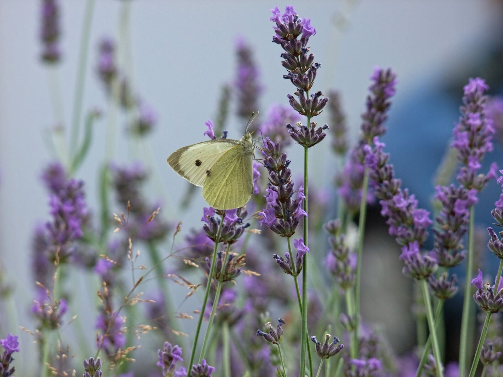 FujiFilm FinePix S200EXR (FinePix S205EXR) sample photo. Butterfly, lavender, purple photography