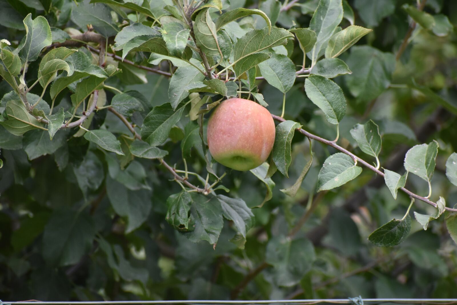 Nikon D3500 sample photo. Fruit, apple, leaf photography