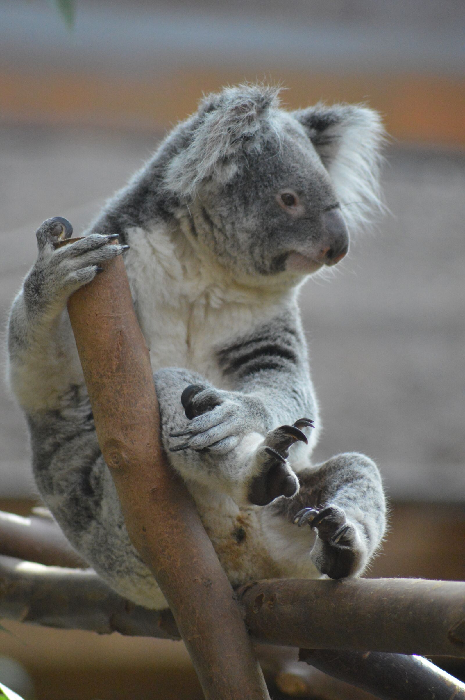 Nikon D3200 sample photo. Animal, koala, bear photography