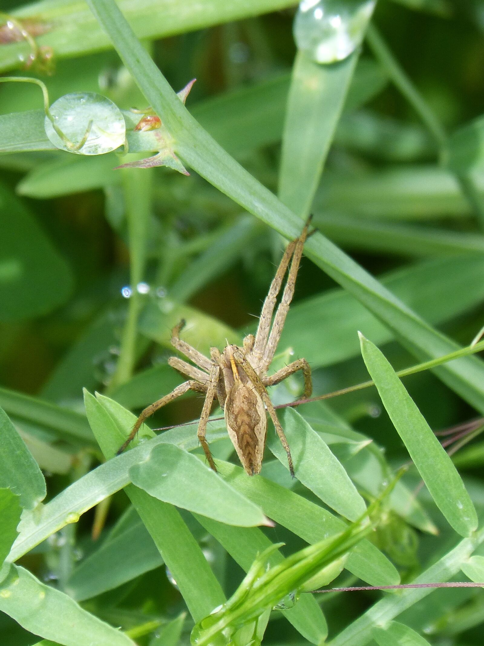 Panasonic DMC-FZ62 sample photo. Spider, arachnid, detail photography