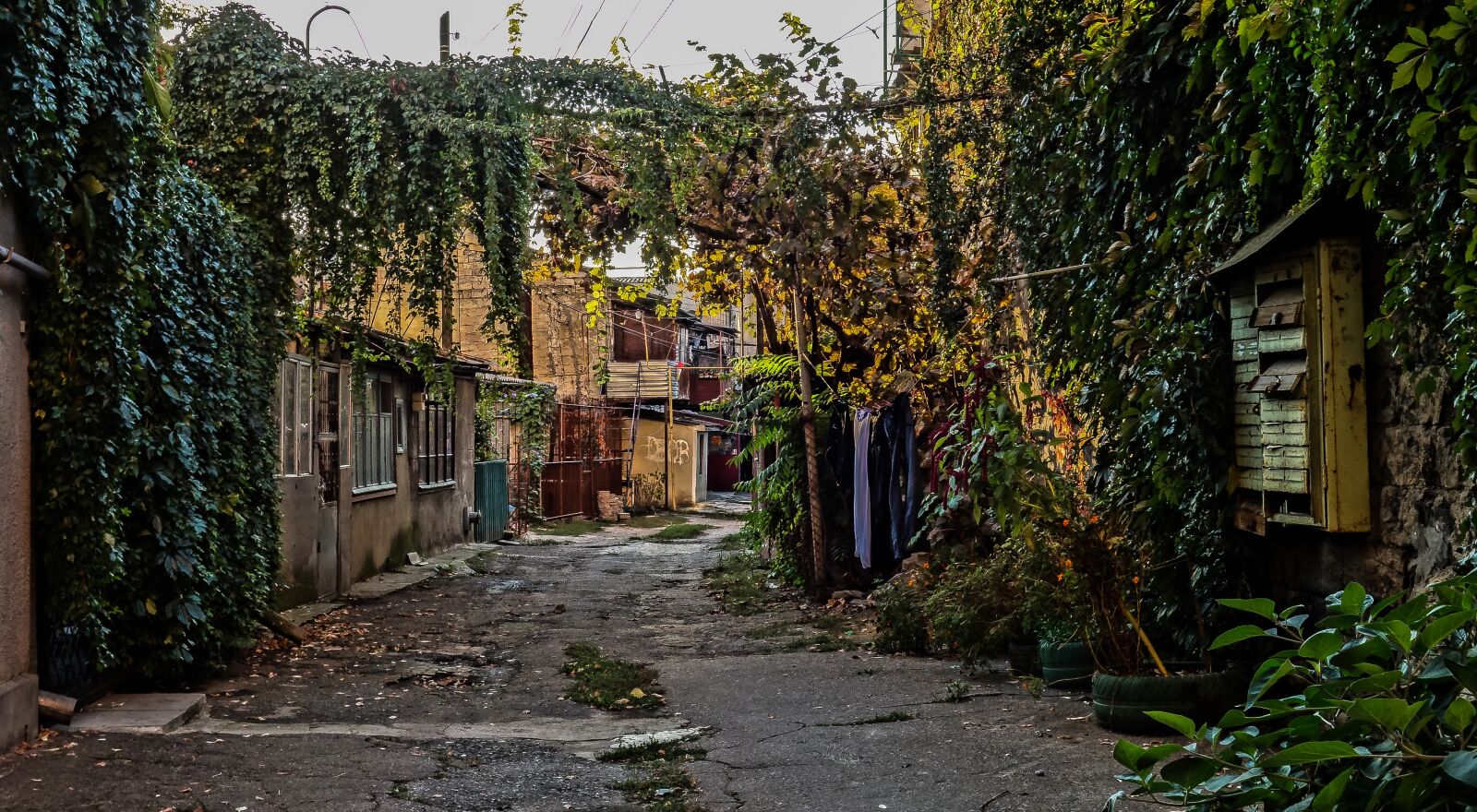 Sony Cyber-shot DSC-RX100 sample photo. Odessa, yard, grapes photography