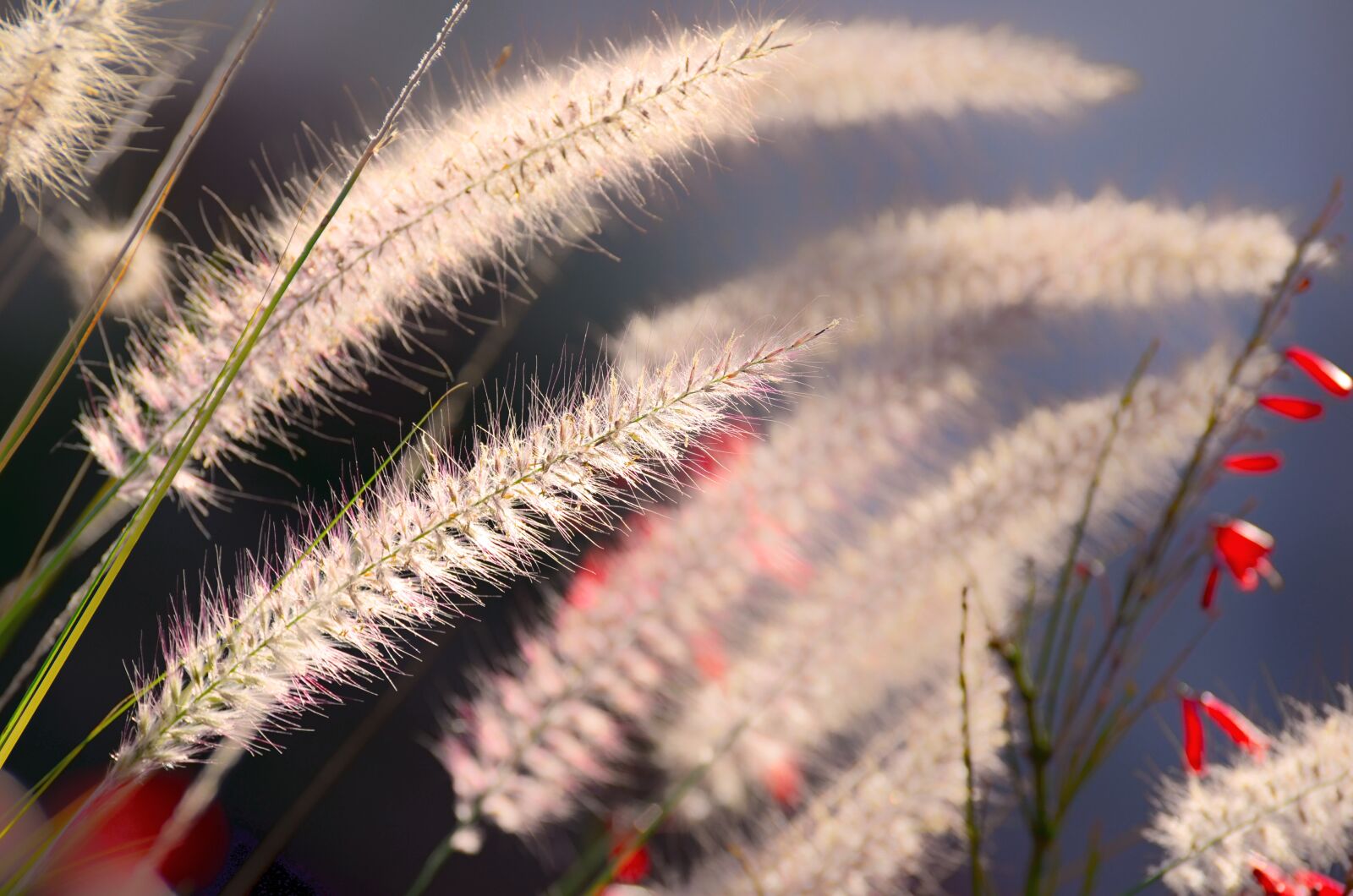 Nikon D7000 sample photo. Seed, nature, wheat photography