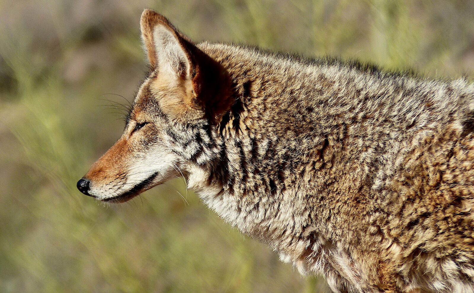 Panasonic Lumix DMC-FZ200 sample photo. Animal, coyote, america photography