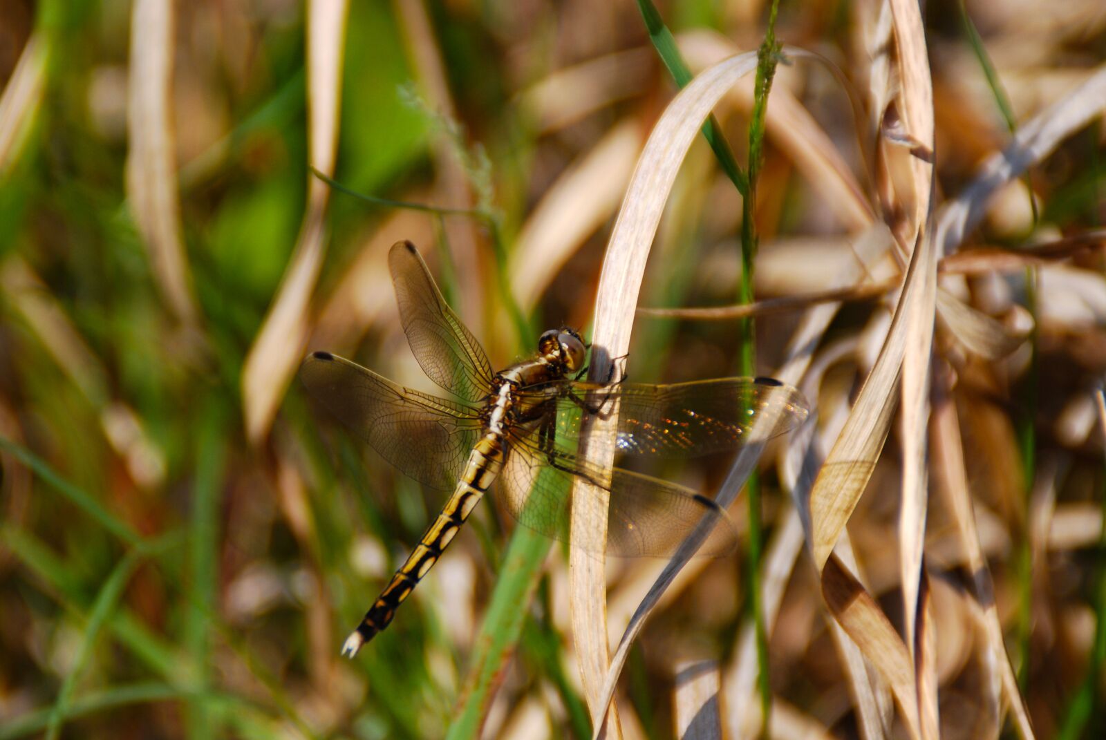 Nikon D40X sample photo. Dragonfly, insect, bug photography