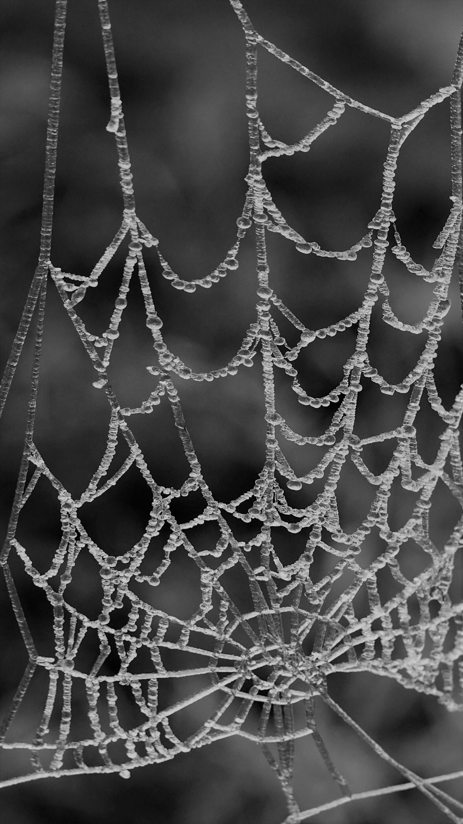 Sony E 55-210mm F4.5-6.3 OSS sample photo. Spider web, spin, cobweb photography