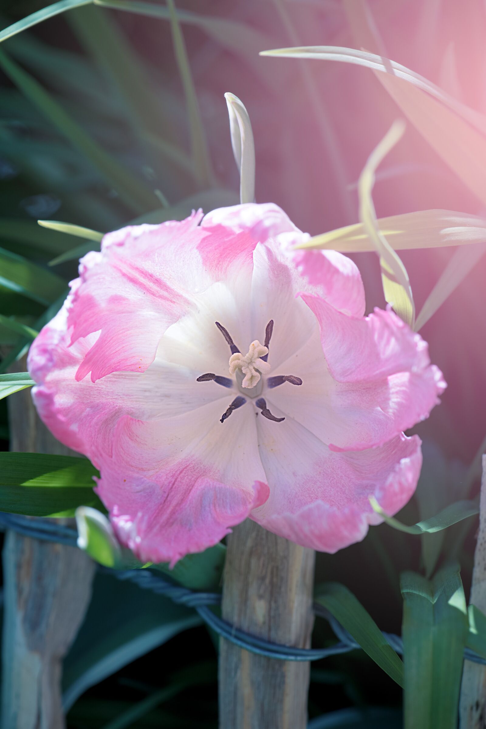 Nikon D750 sample photo. Tulip, pink, tulip pink photography