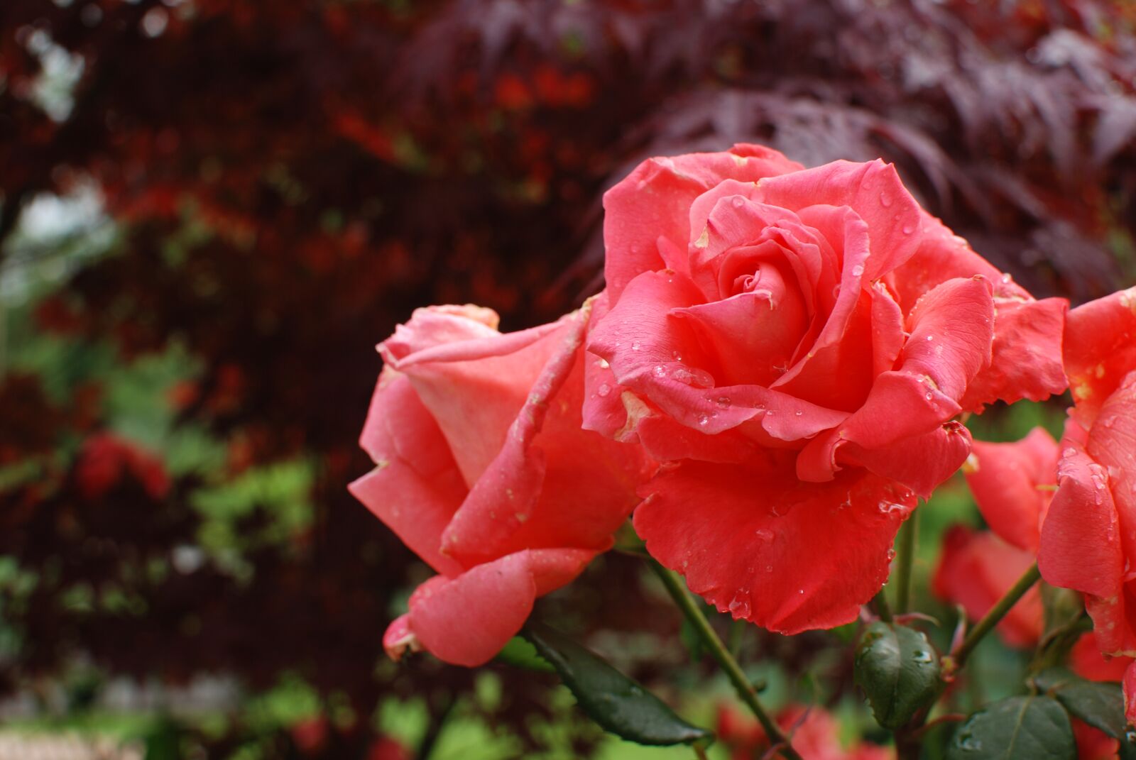Nikon D80 sample photo. Flower, nature, flora photography
