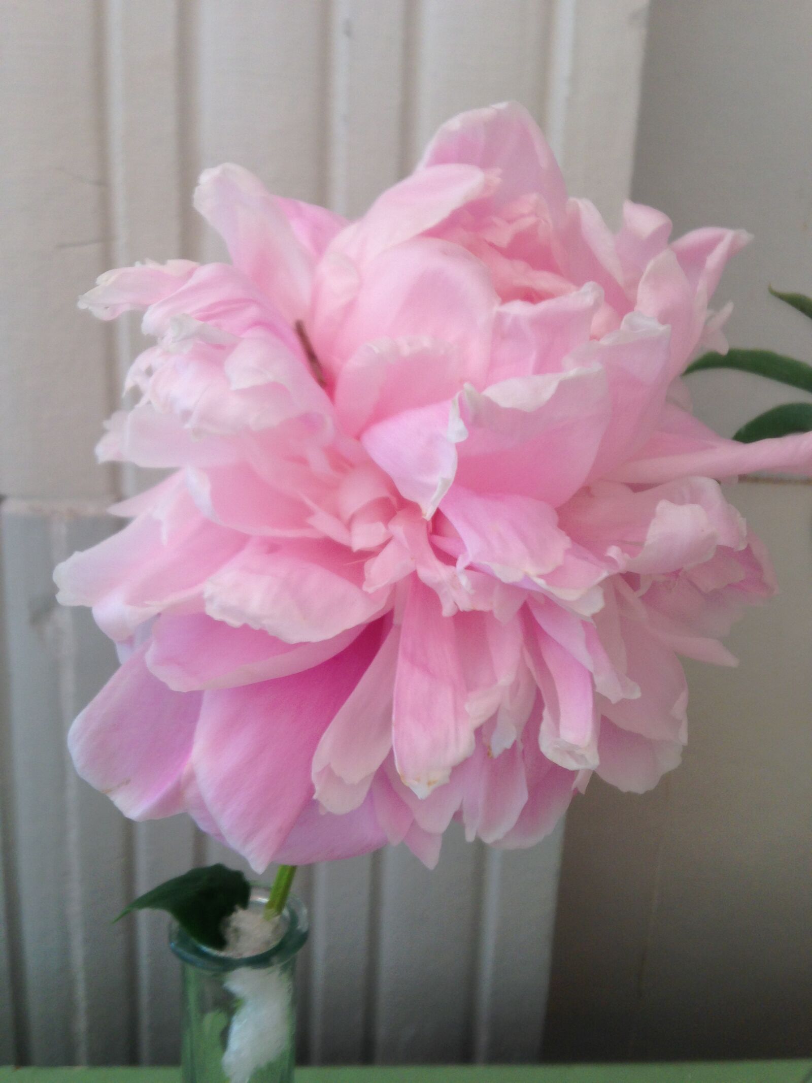 iPhone 5 back camera 4.12mm f/2.4 sample photo. Pink, flower, bloom photography