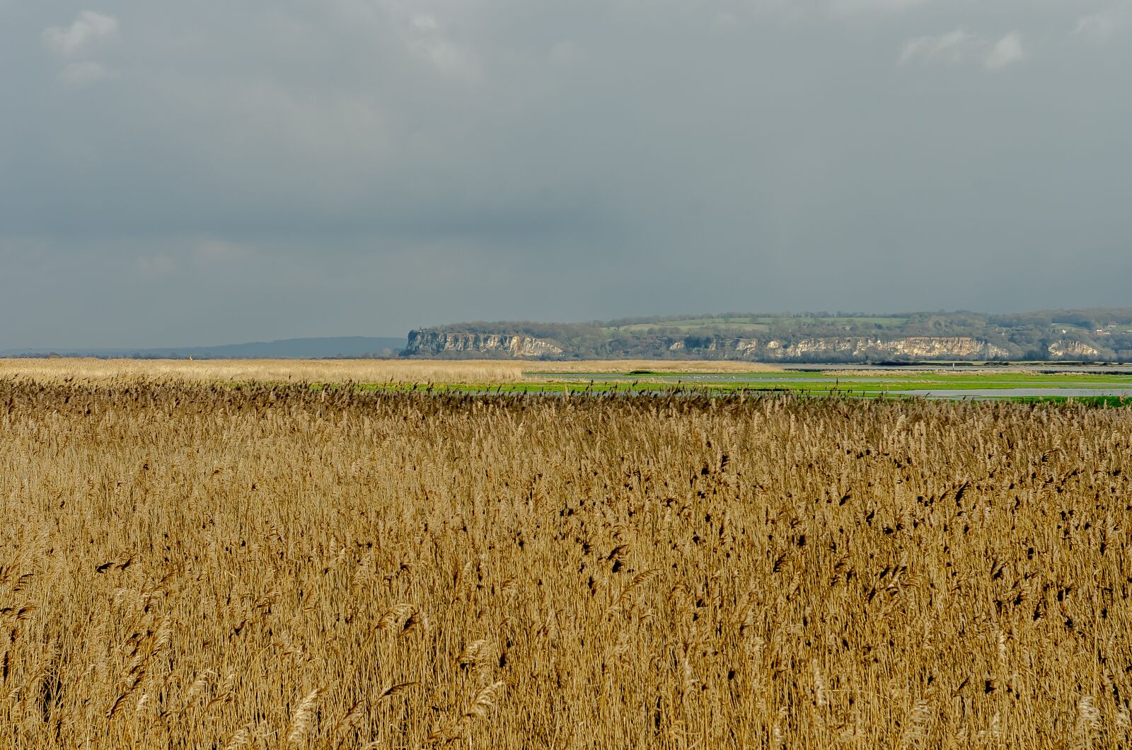 Nikon D7000 sample photo. France, landscape, reed bed photography